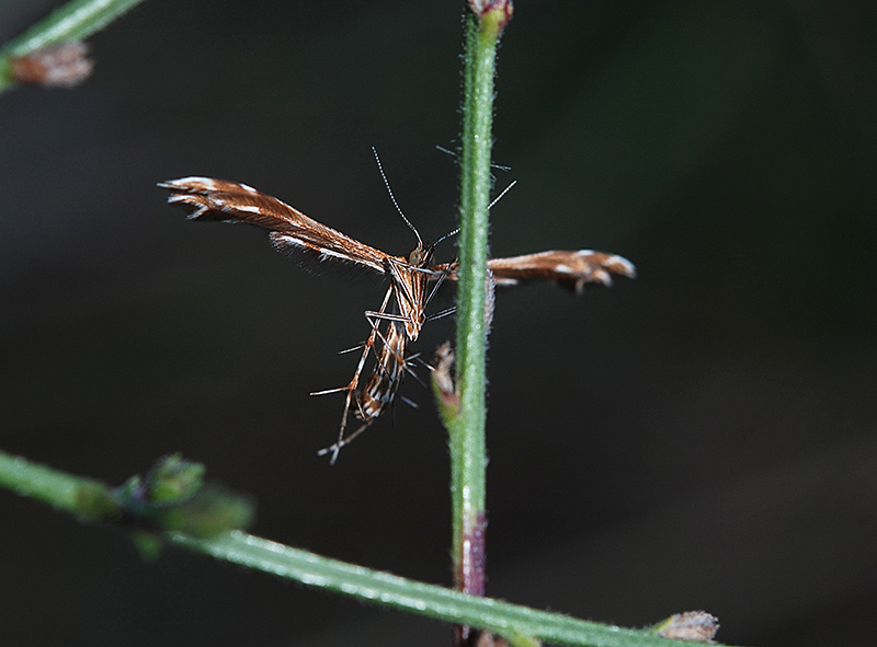 Crombrugghia laetus?