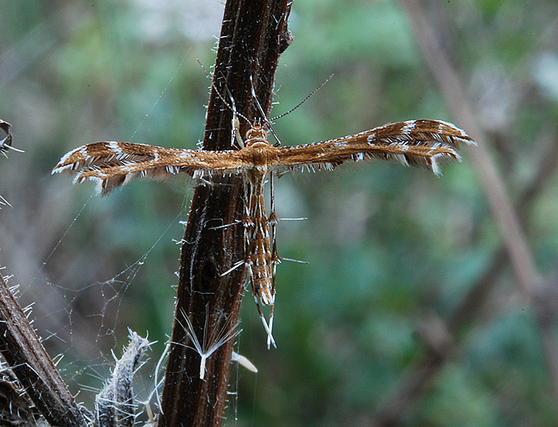 Crombrugghia laetus?