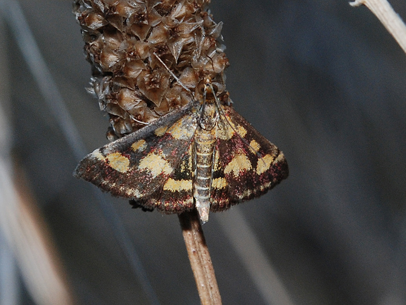 Crambidae: Pyrausta purpuralis ?  S !