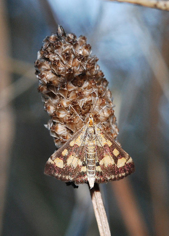 Crambidae: Pyrausta purpuralis ?  S !