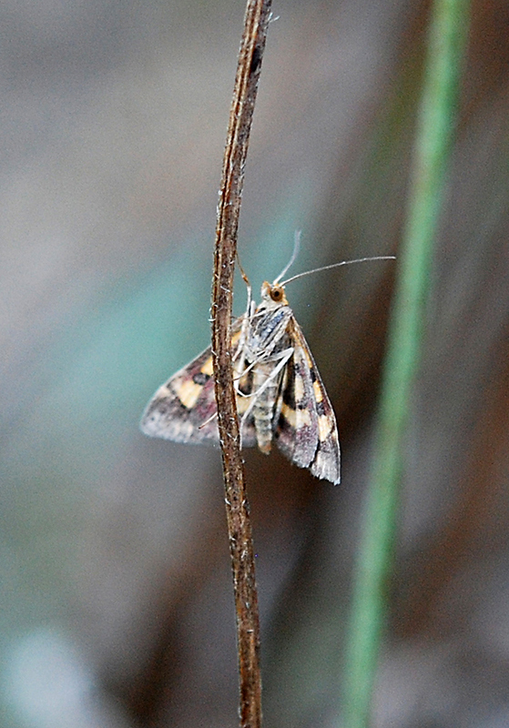 Crambidae: Pyrausta purpuralis ?  S !