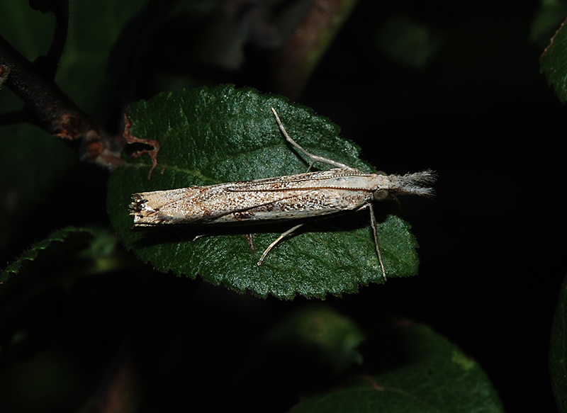 In alto mare Agriphila geniculea? Agriphila sp?   Agriphila sp.