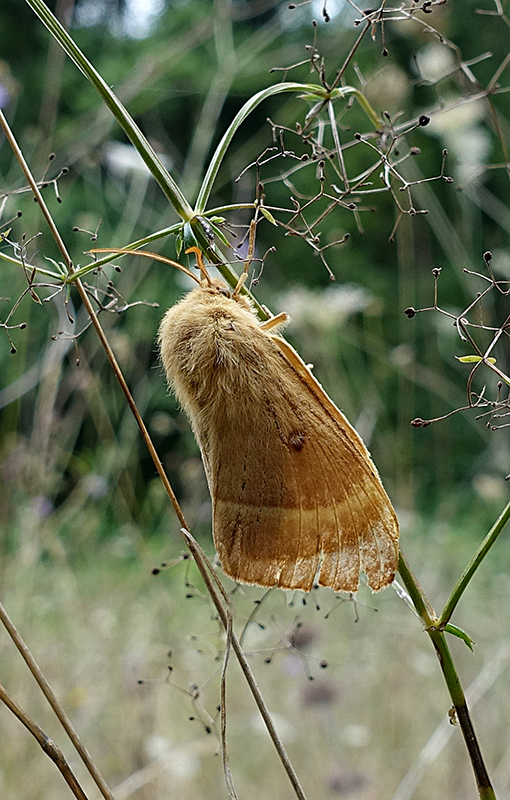 Femmina di Lasiocampa trifolii? No, L. quercus