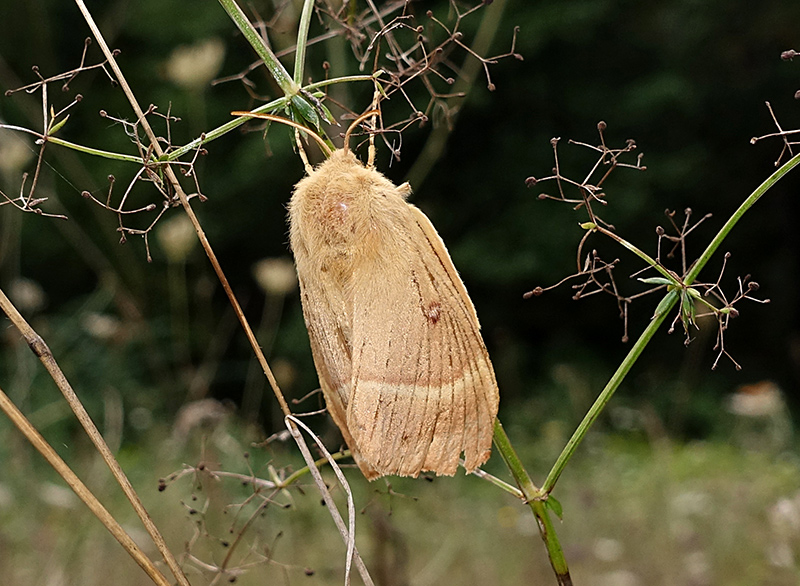 Femmina di Lasiocampa trifolii? No, L. quercus