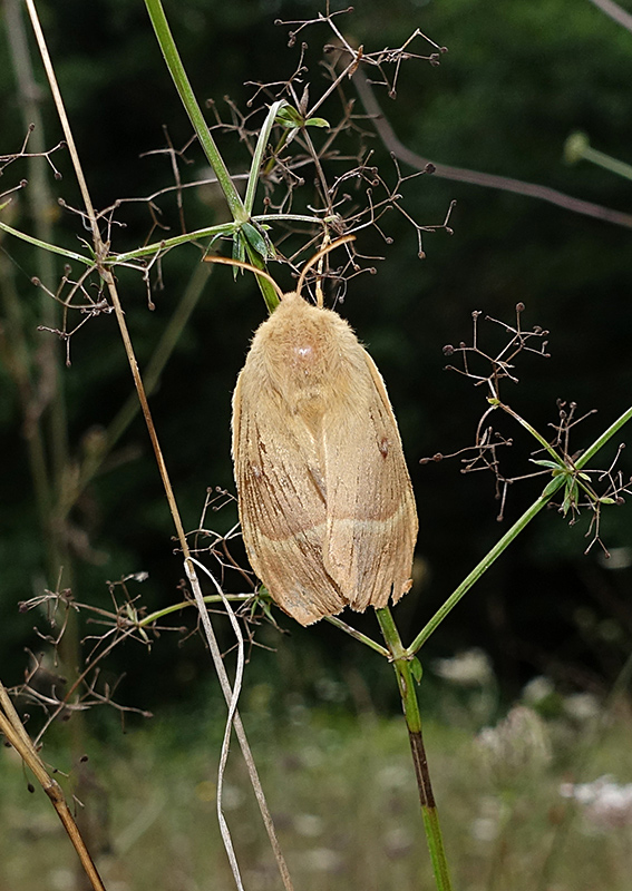 Femmina di Lasiocampa trifolii? No, L. quercus