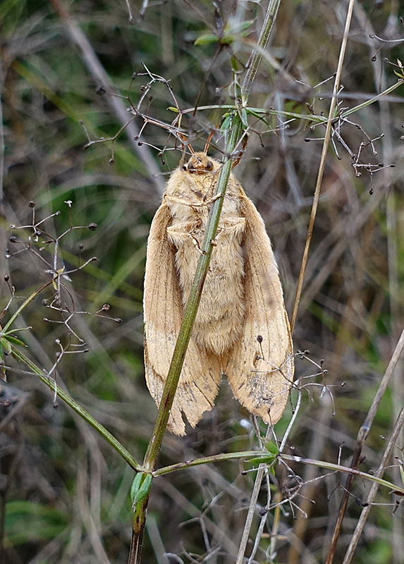 Femmina di Lasiocampa trifolii? No, L. quercus