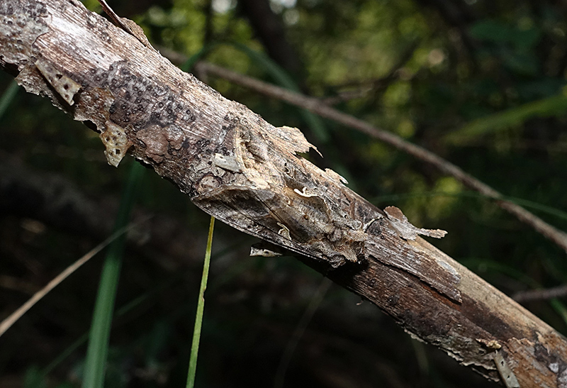 Autographa gamma e mimetismo