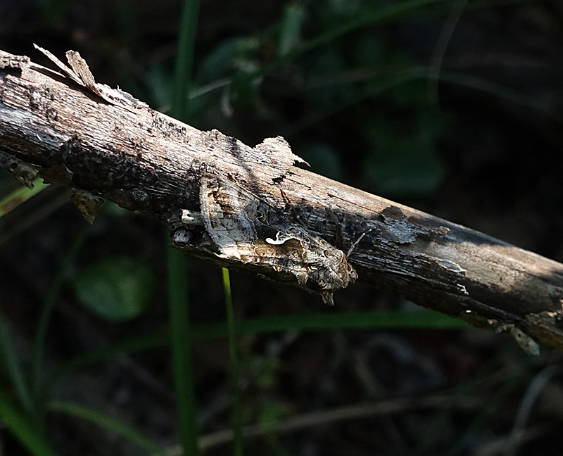 Autographa gamma e mimetismo