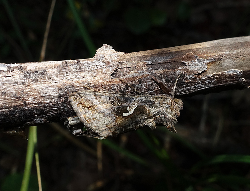 Autographa gamma e mimetismo