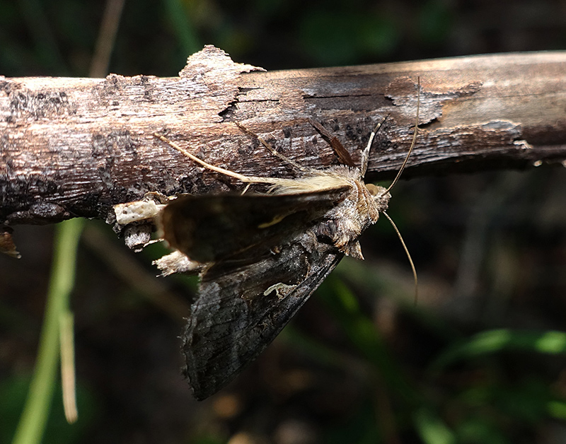 Autographa gamma e mimetismo