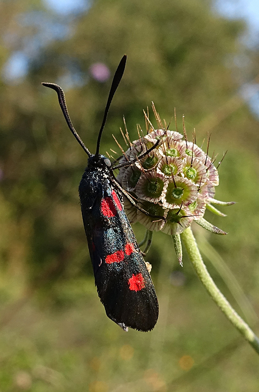 Zygaena filipendulae ?