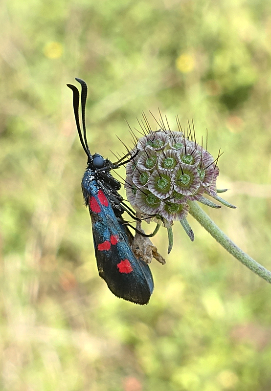 Zygaena filipendulae ?