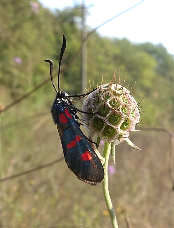 Zygaena filipendulae ?