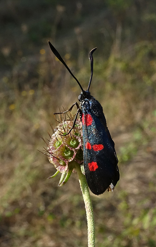 Zygaena filipendulae ?