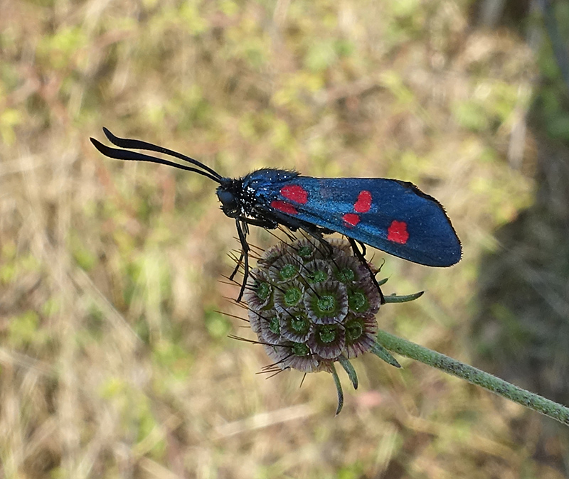 Zygaena filipendulae ?