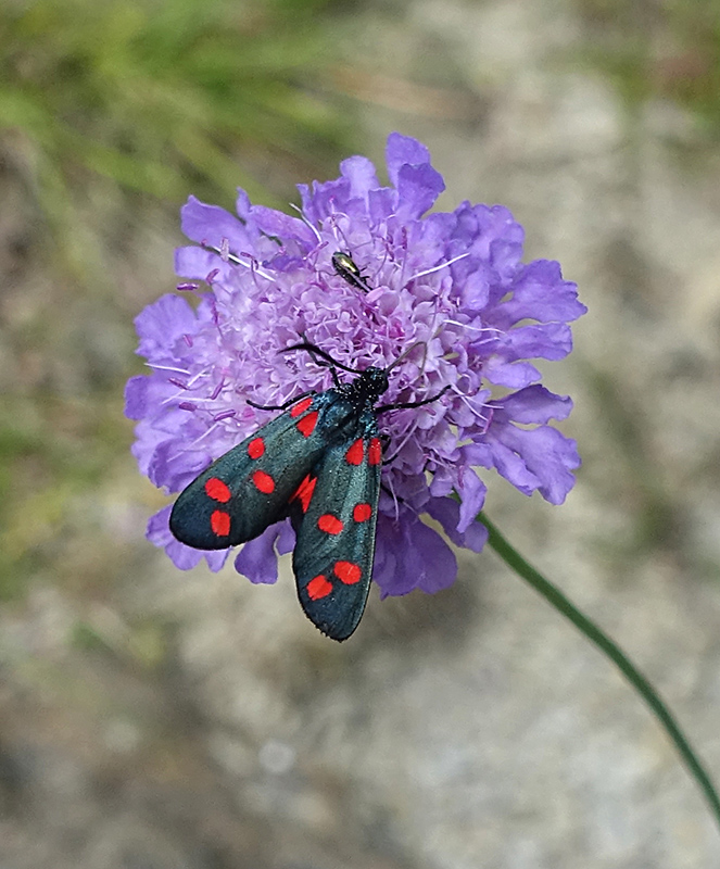 Zygaena transalpina?  S !