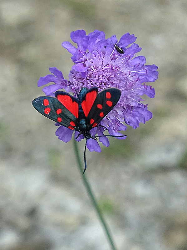 Zygaena transalpina?  S !