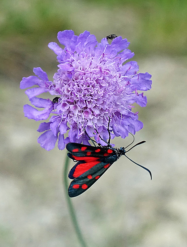 Zygaena transalpina?  S !