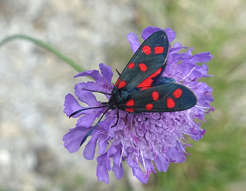 Zygaena transalpina?  S !