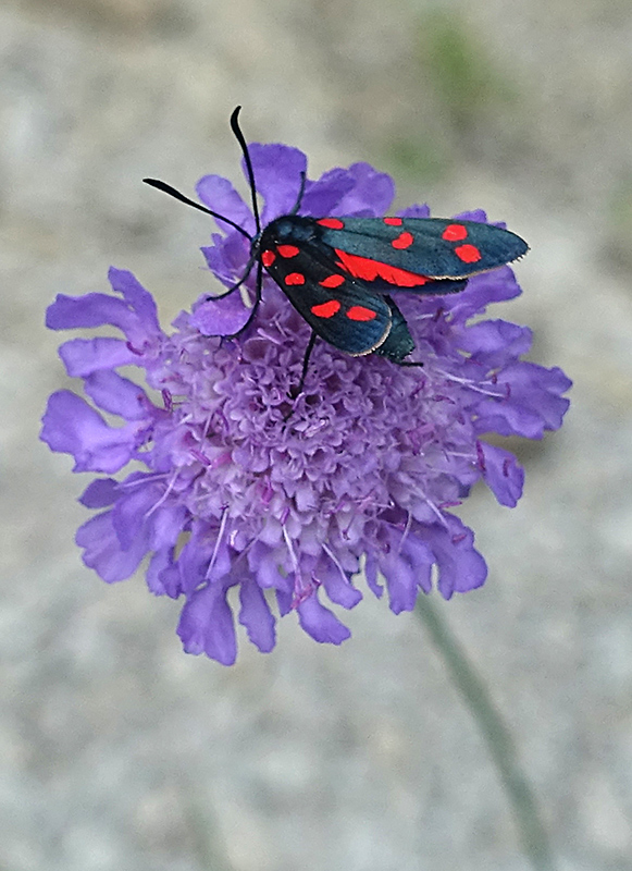 Zygaena transalpina?  S !