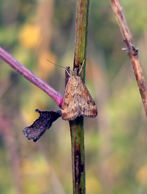 Pyrausta despicata?  S !