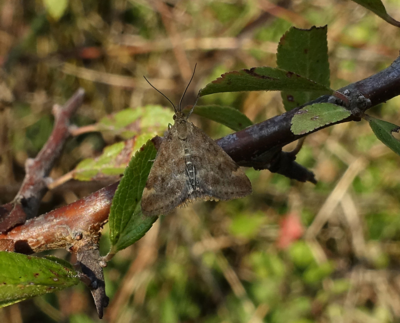 Pyrausta despicata?  S !