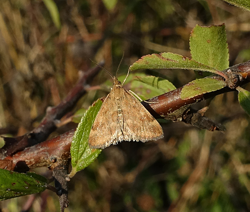 Pyrausta despicata?  S !