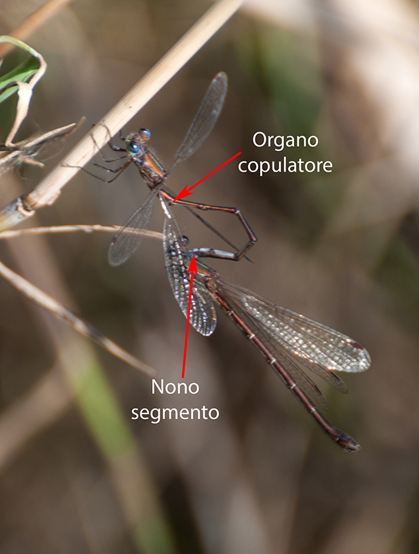 Lestes virens e trasferimento del seme