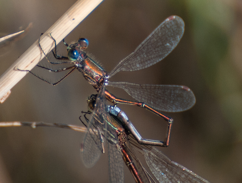 Lestes virens e trasferimento del seme