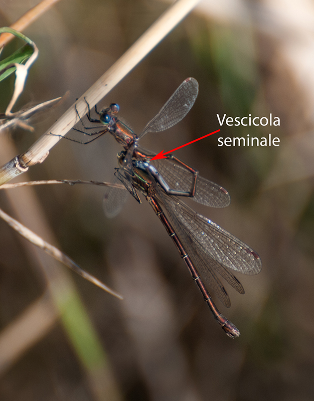 Lestes virens e trasferimento del seme