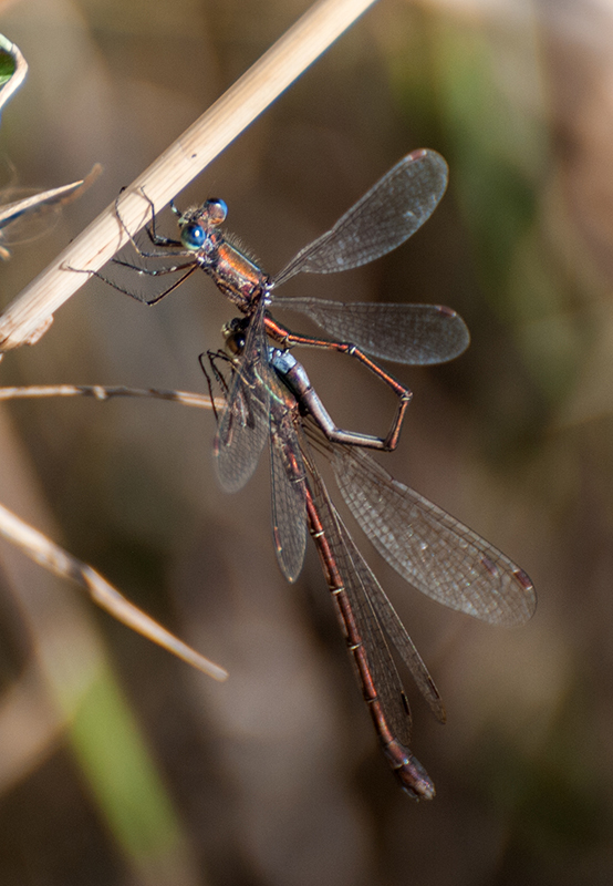 Lestes virens e trasferimento del seme