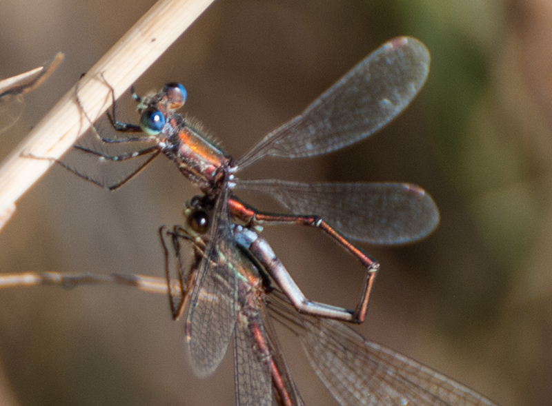 Lestes virens e trasferimento del seme