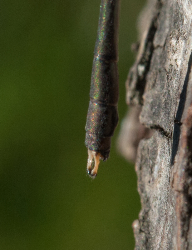 Maschio di Chalcolestes parvidens? s!