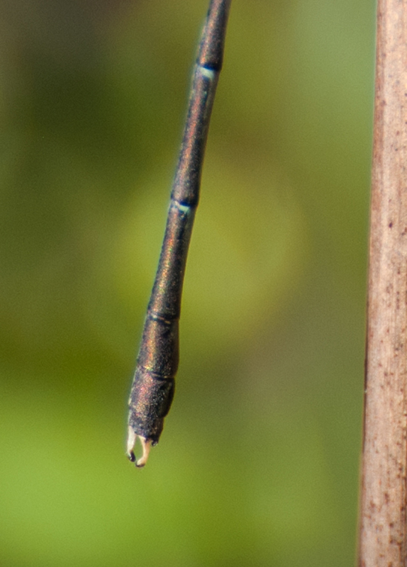 Maschio di Chalcolestes parvidens? s!