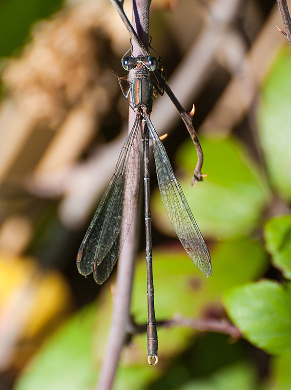 Maschio di Chalcolestes parvidens? s!