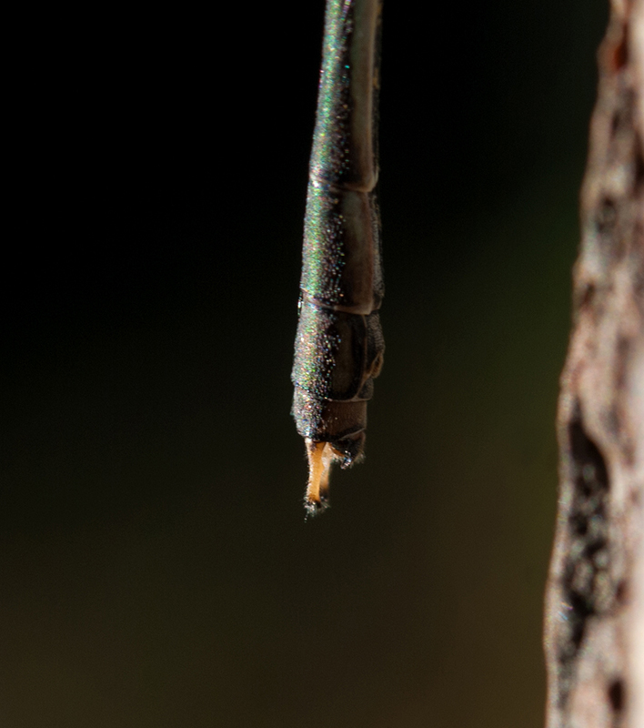 Maschio di Chalcolestes parvidens? s!