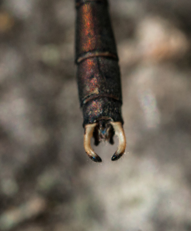 Maschio di Chalcolestes parvidens? s!