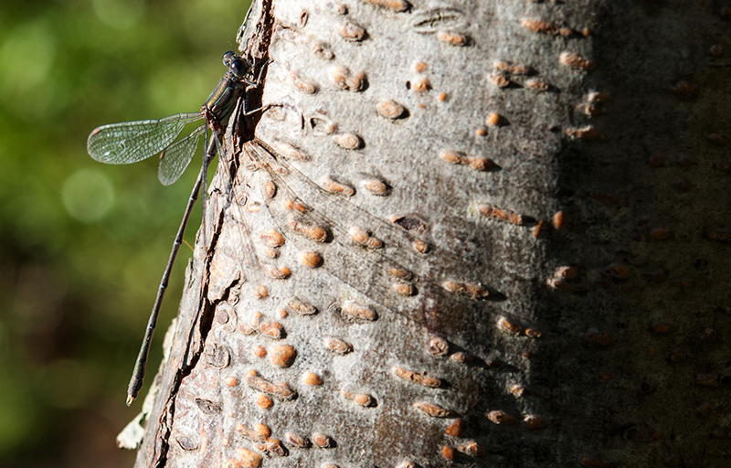 Maschio di Chalcolestes parvidens? s!