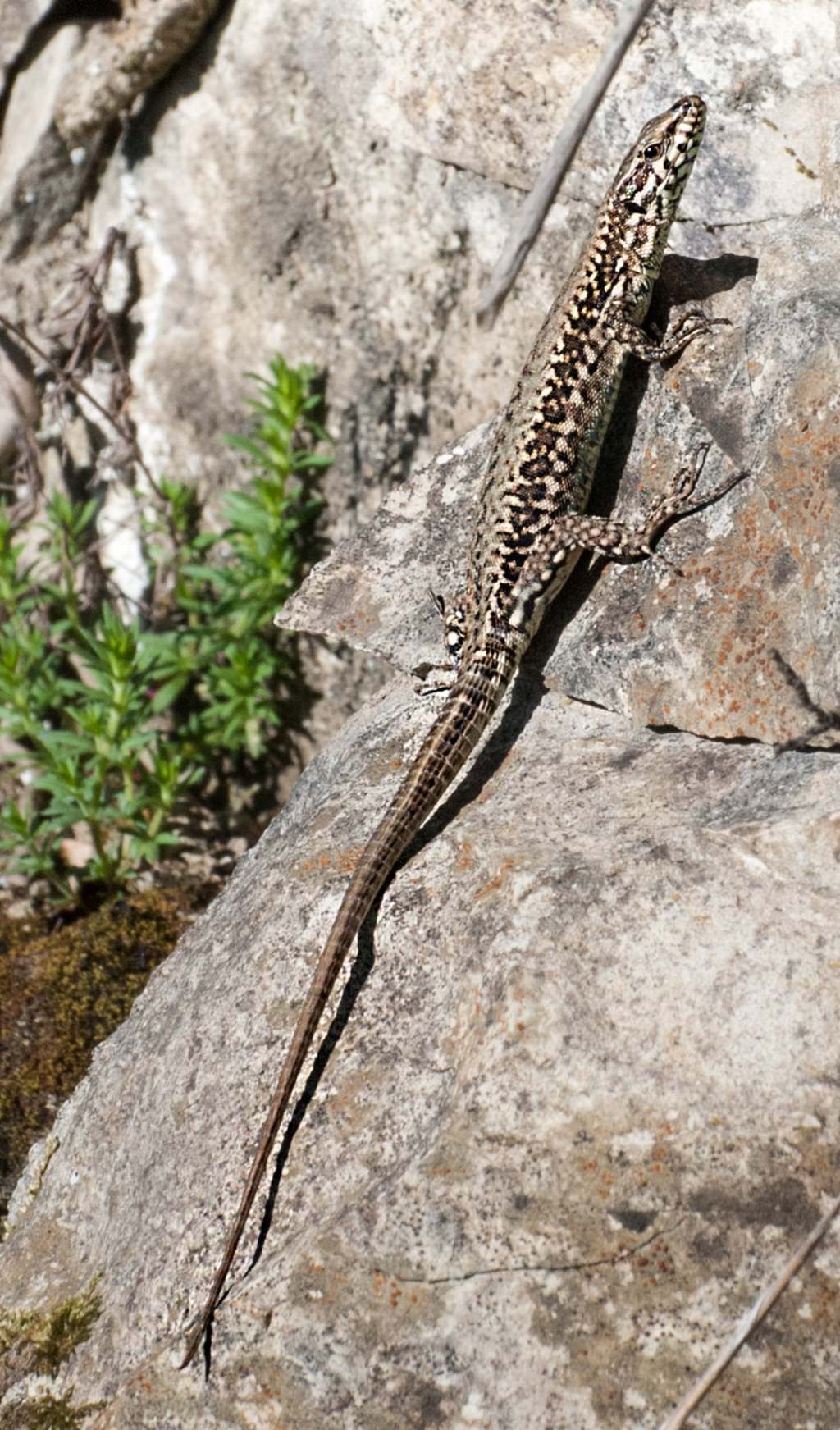 Podarcis muralis entrambe?  S !