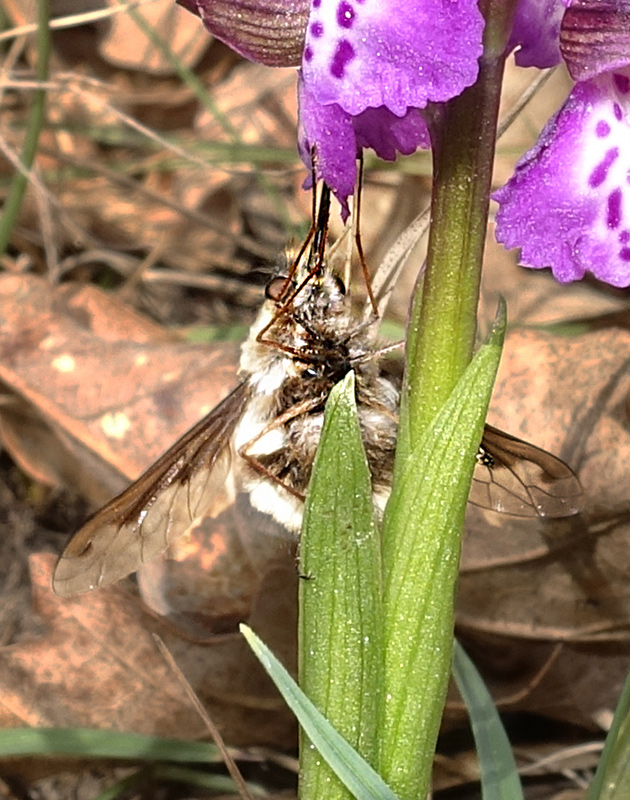 Bombylius major?  S !