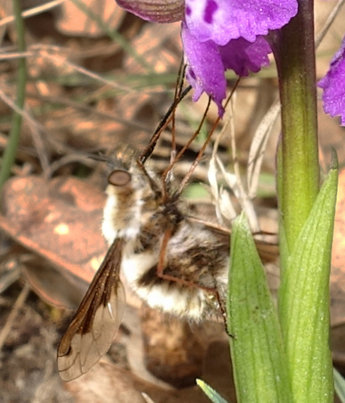 Bombylius major?  S !