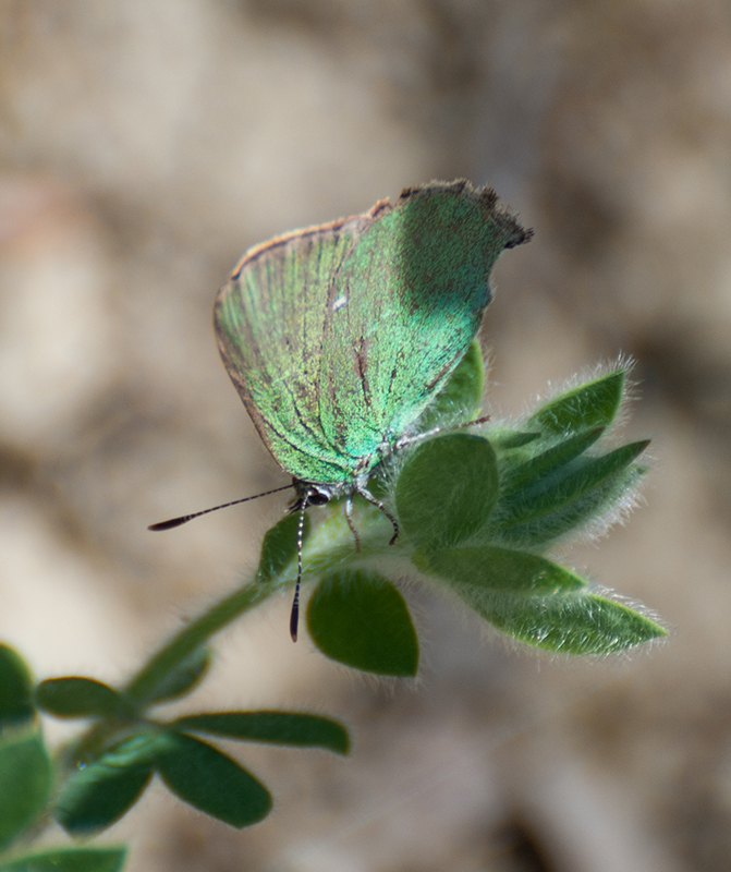 Callophrys rubi