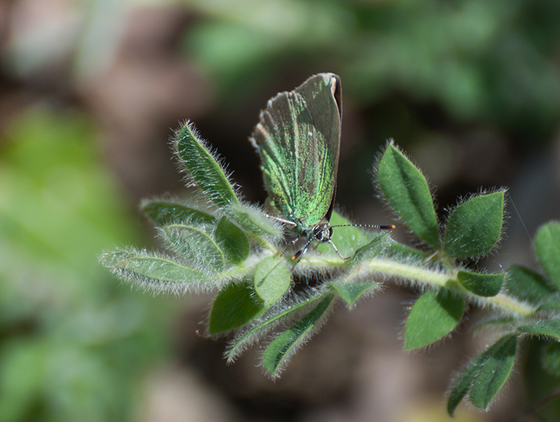 Callophrys rubi