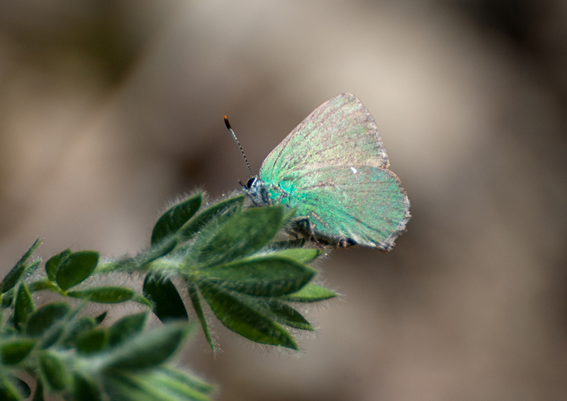 Callophrys rubi