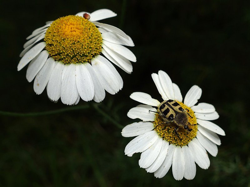 Trichius gallicus ? S