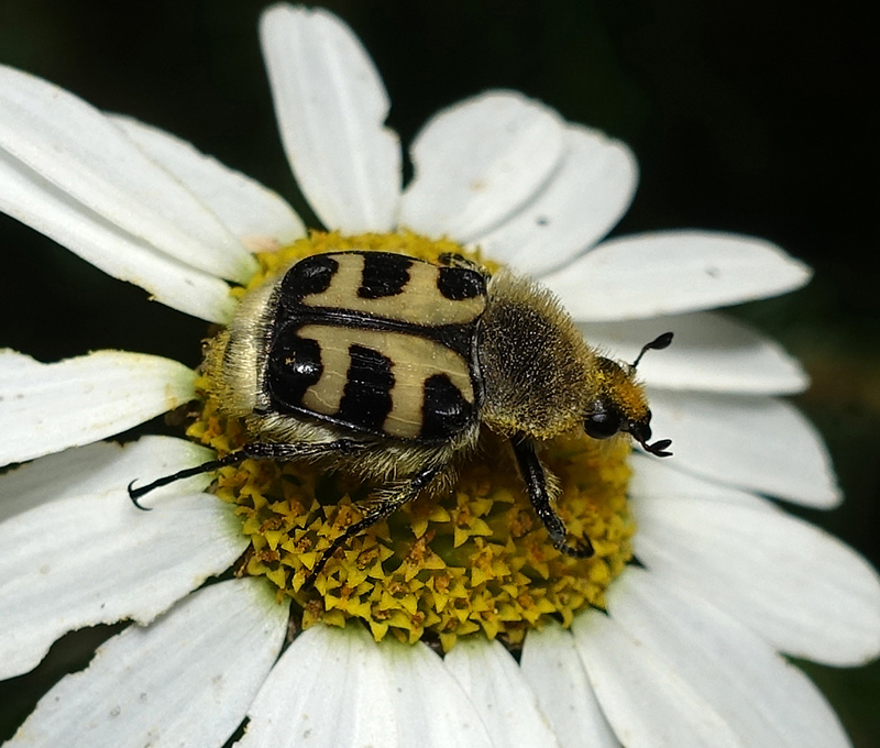 Trichius gallicus ? S