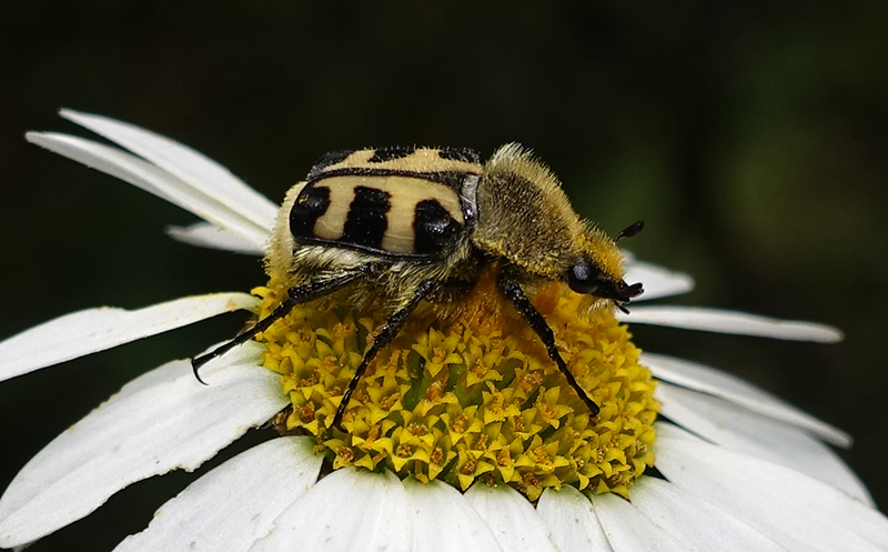 Trichius gallicus ? S