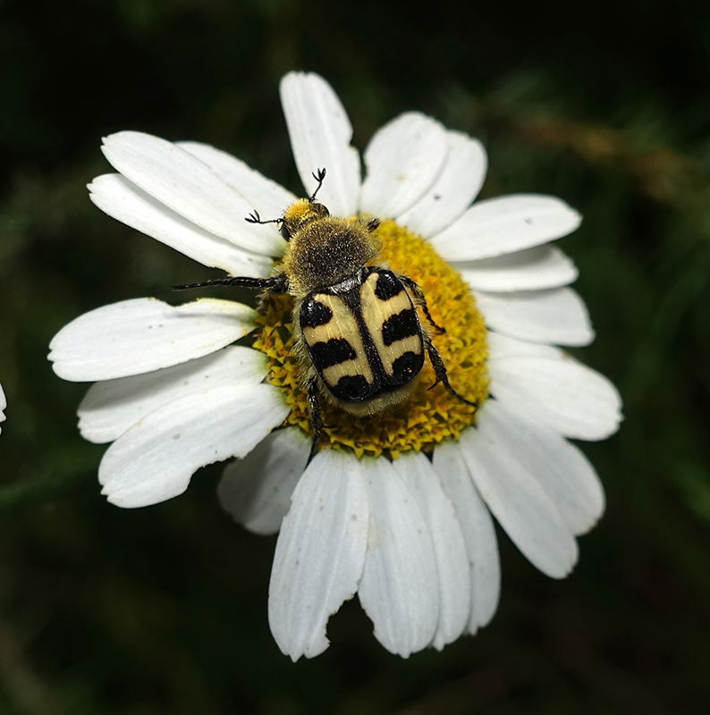 Trichius gallicus ? S