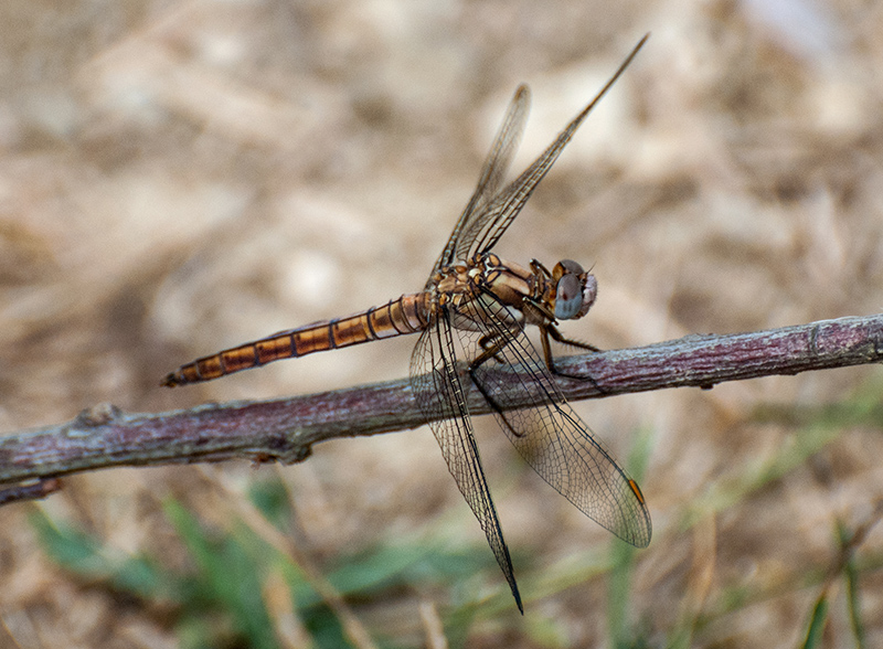 Orthetrum brunneum ? Maschio immaturo ?  S