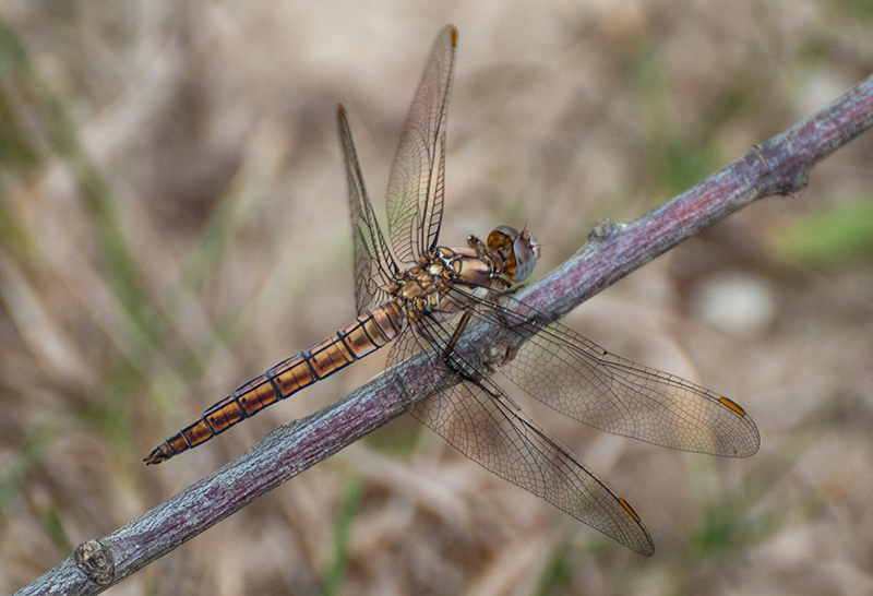 Orthetrum brunneum ? Maschio immaturo ?  S